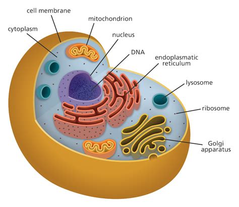 Cell